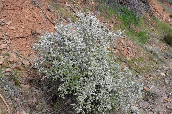 Ceanothus fendleri, Fendler's Ceanothus